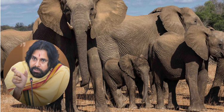 అన్నమయ్య జిల్లాలో ఏనుగుల బీభత్సం.. ముగ్గురు మృతి