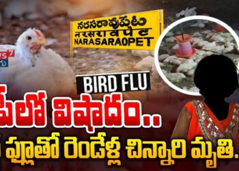 AP: ఏపీలో బర్డ్ ఫ్లూ వైరస్తో చిన్నారి మృతి