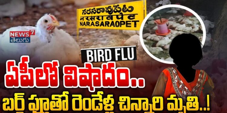 AP: ఏపీలో బర్డ్ ఫ్లూ వైరస్తో చిన్నారి మృతి