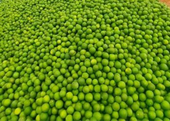 GittubatuDhara:చీనీ రైతుల ఆవేదన: గిట్టుబాటు ధర లేక ఆగమైన బతుకులు