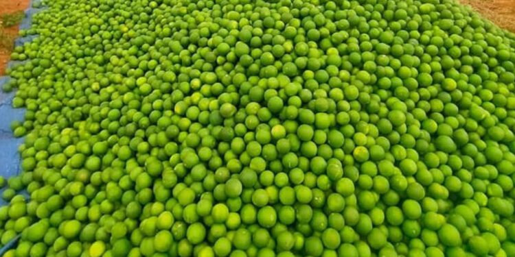 GittubatuDhara:చీనీ రైతుల ఆవేదన: గిట్టుబాటు ధర లేక ఆగమైన బతుకులు