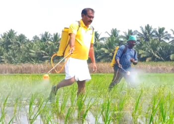 FarmerMinister:”ఆదర్శ రైతుగా మంత్రి రామానాయుడు ఎకరానికి 65 బస్తాల రికార్డు దిగుబడి”