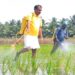 FarmerMinister:”ఆదర్శ రైతుగా మంత్రి రామానాయుడు ఎకరానికి 65 బస్తాల రికార్డు దిగుబడి”