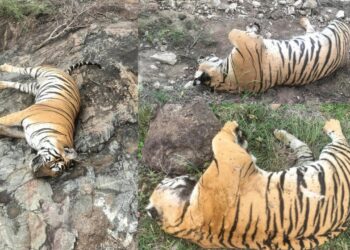 Tigers Deaths: కర్ణాటకలో ఐదు పులుల మృతి కేసులో వీడిన చిక్కుముడి