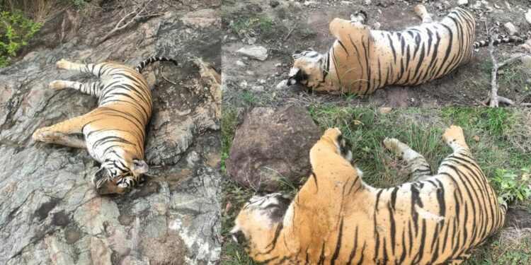 Tigers Deaths: కర్ణాటకలో ఐదు పులుల మృతి కేసులో వీడిన చిక్కుముడి