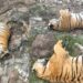 Tigers Deaths: కర్ణాటకలో ఐదు పులుల మృతి కేసులో వీడిన చిక్కుముడి