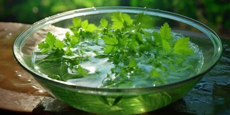 Coriander: చాలా లాభాలు