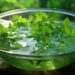 Coriander: చాలా లాభాలు