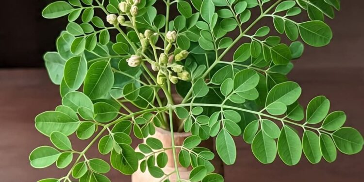 HealthTips:☘️ మునగాకు టీతో.. థైరాయిడ్ సమస్య మటాష్ ☘️