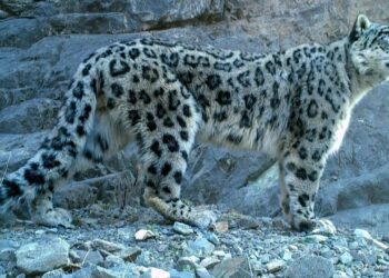 Hyderabad: గోల్కొండ వద్ద చిరుత కలకలం..!