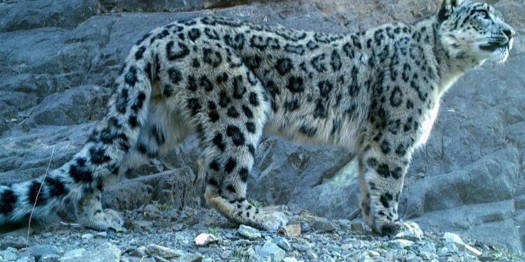 Hyderabad: గోల్కొండ వద్ద చిరుత కలకలం..!