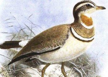 Rare Bird: కలివికోడి అన్వేషణ..ఖర్చు ఎన్ని కోట్లు అంటే?