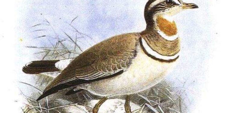 Rare Bird: కలివికోడి అన్వేషణ..ఖర్చు ఎన్ని కోట్లు అంటే?