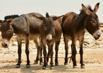 China: గాడిదలను పెంచే పని ఎక్కడంటే..!