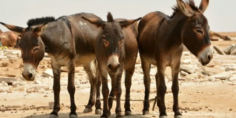 China: గాడిదలను పెంచే పని ఎక్కడంటే..!