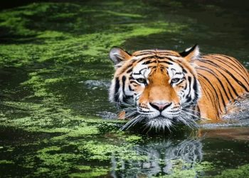 Maharashtra: తోడు కోసం నదిని దాటిన పులి..!