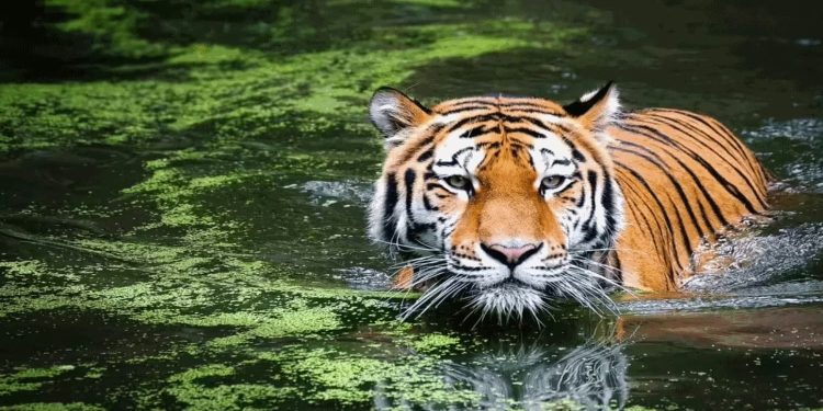 Maharashtra: తోడు కోసం నదిని దాటిన పులి..!