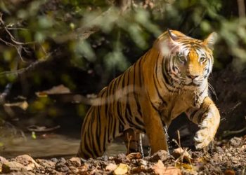 AITA: పులుల లెక్కింపు.. వలంటీర్లను ఆహ్వానిస్తోన్న తెలంగాణ