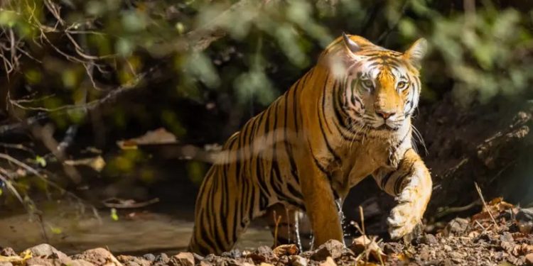 AITA: పులుల లెక్కింపు.. వలంటీర్లను ఆహ్వానిస్తోన్న తెలంగాణ